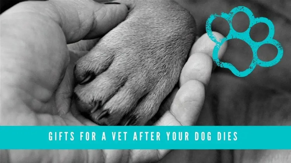 gifts for vet after dog dies blog banner