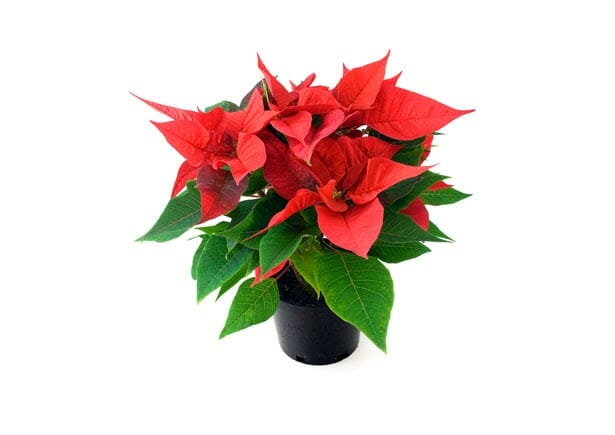Best Flowers to Gift on Christmas Day 1